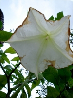 Moresca Flower